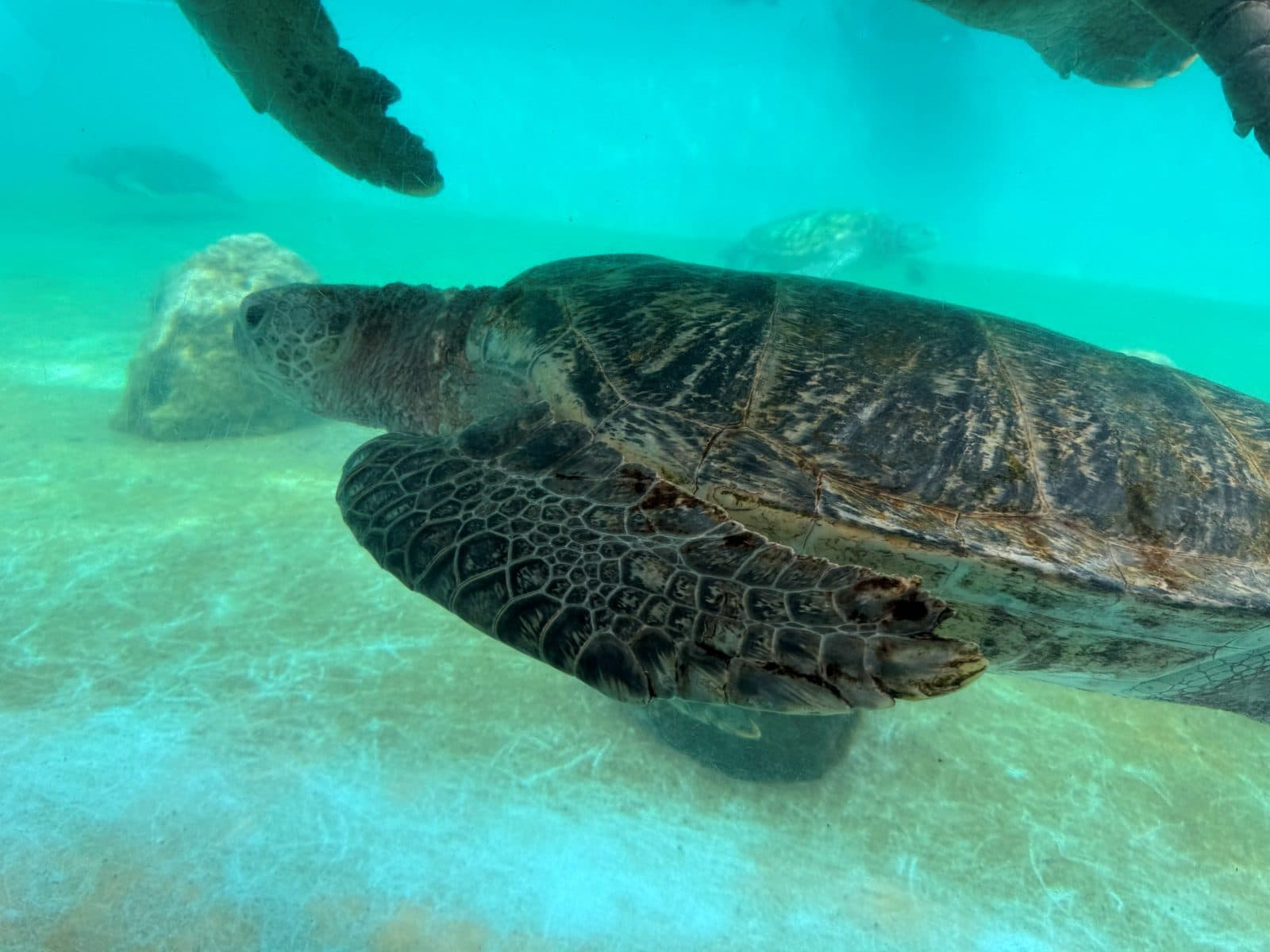 海龜館水槽裡游泳的海龜