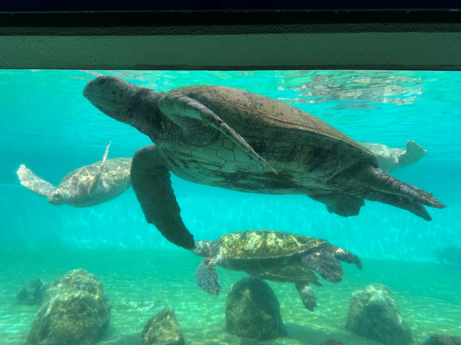 海龜館的水下觀察窗,兩隻海龜一上一下游過