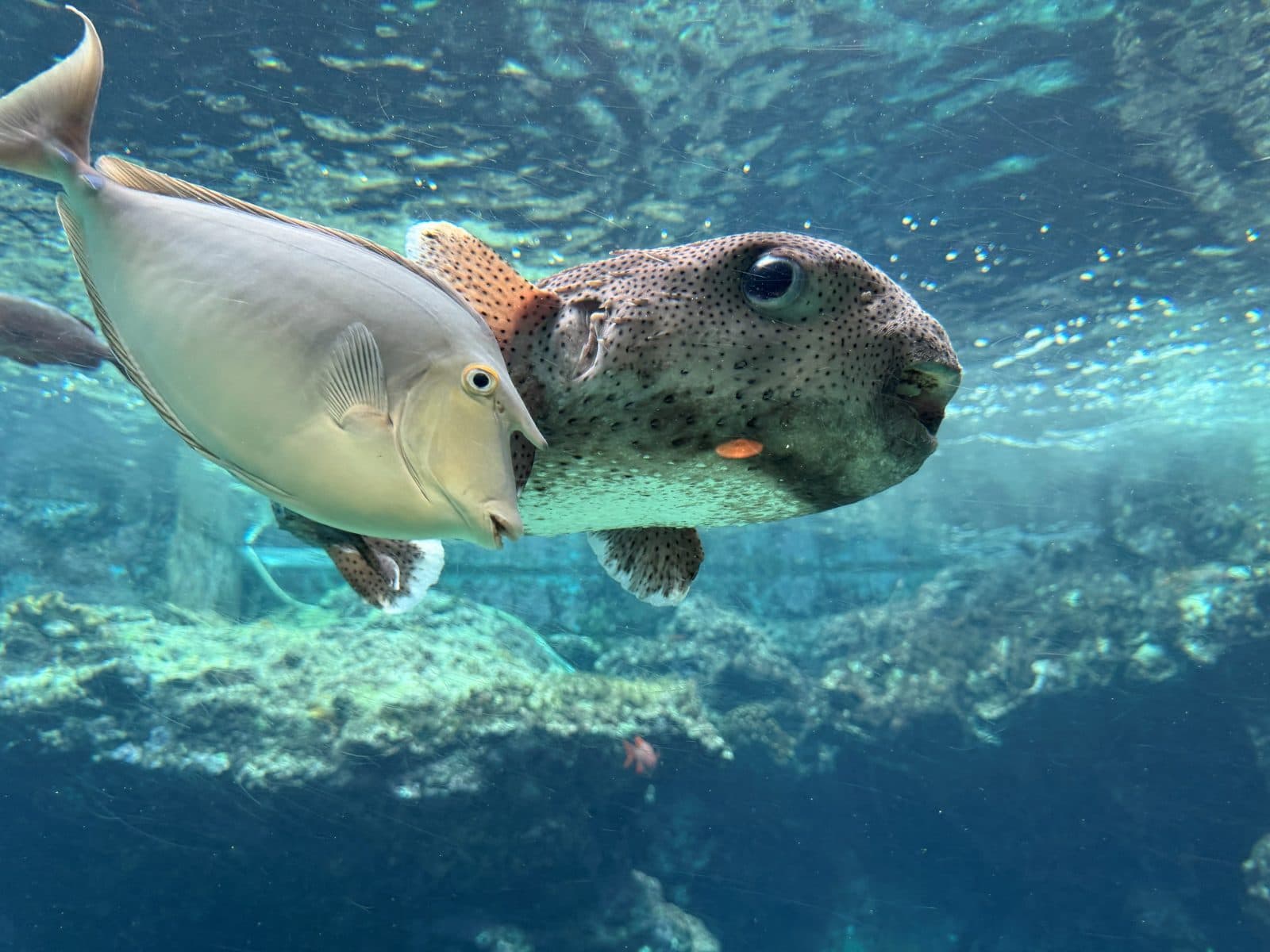 水族館水槽裡的河魨與其他熱帶魚