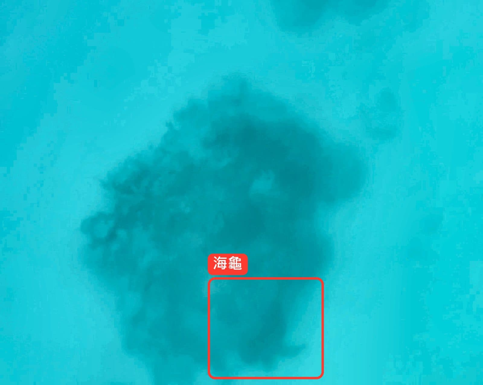 從水面往下拍到的海龜,紅框裡就是海龜