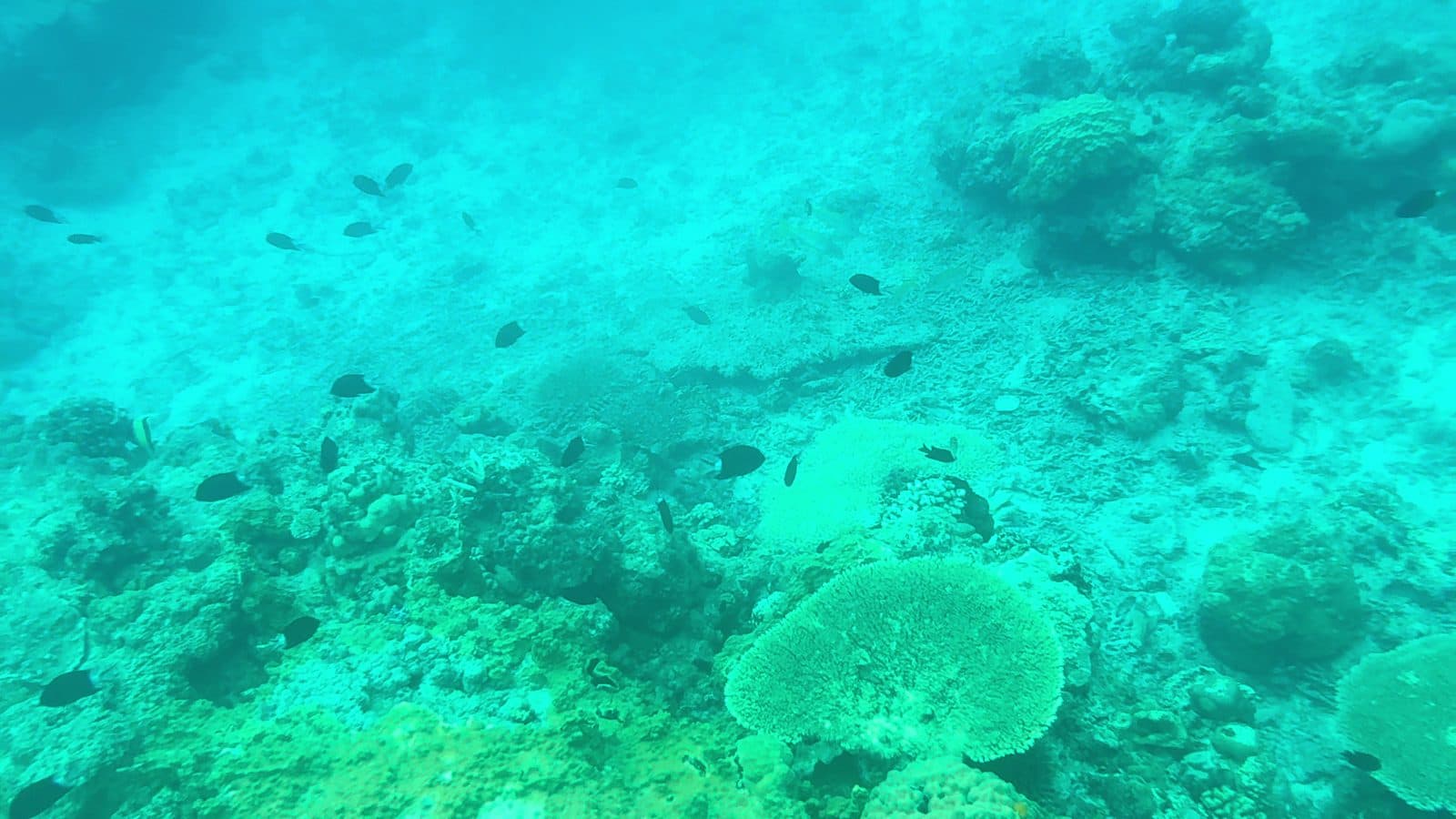 渡嘉志久外海的水下,大片珊瑚與成群的小魚